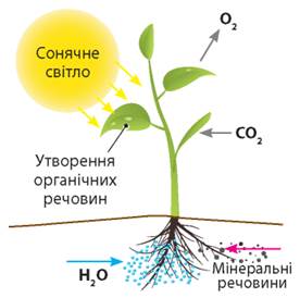 https://uahistory.co/pidruchniki/zadorozhnij-biology-deep-level-9-class-2022/zadorozhnij-biology-deep-level-9-class-2022.files/image075.jpg